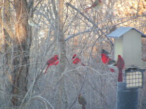 Seven cardinals and other birds at birdfeeded