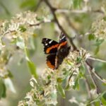 Butterfly on flowering bush by Dan Pollack