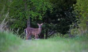Deer checking things out by Dan Pollack