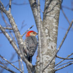 Woodpecker on tree.