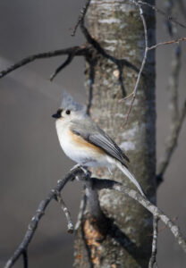 Nuthatch on tree branch.
