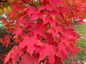 Red and yellow fall leaves.