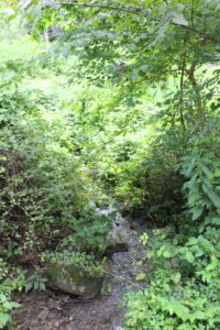Tree covered creek.