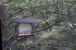 Birdfeeder with downy woodpecker on side.
