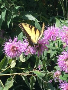 Yellow Swallowtail butterfly on purple flowers.