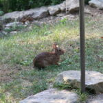 A rabbit under a bird feeder.