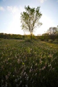 Meadow view by Dan Pollack