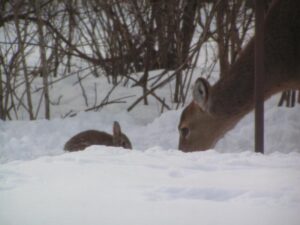 Bunny facing deer in snow.