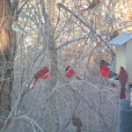 Seven cardinals and other birds at birdfeeded
