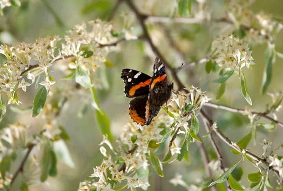 Butterfly on flowering bush by Dan Pollack