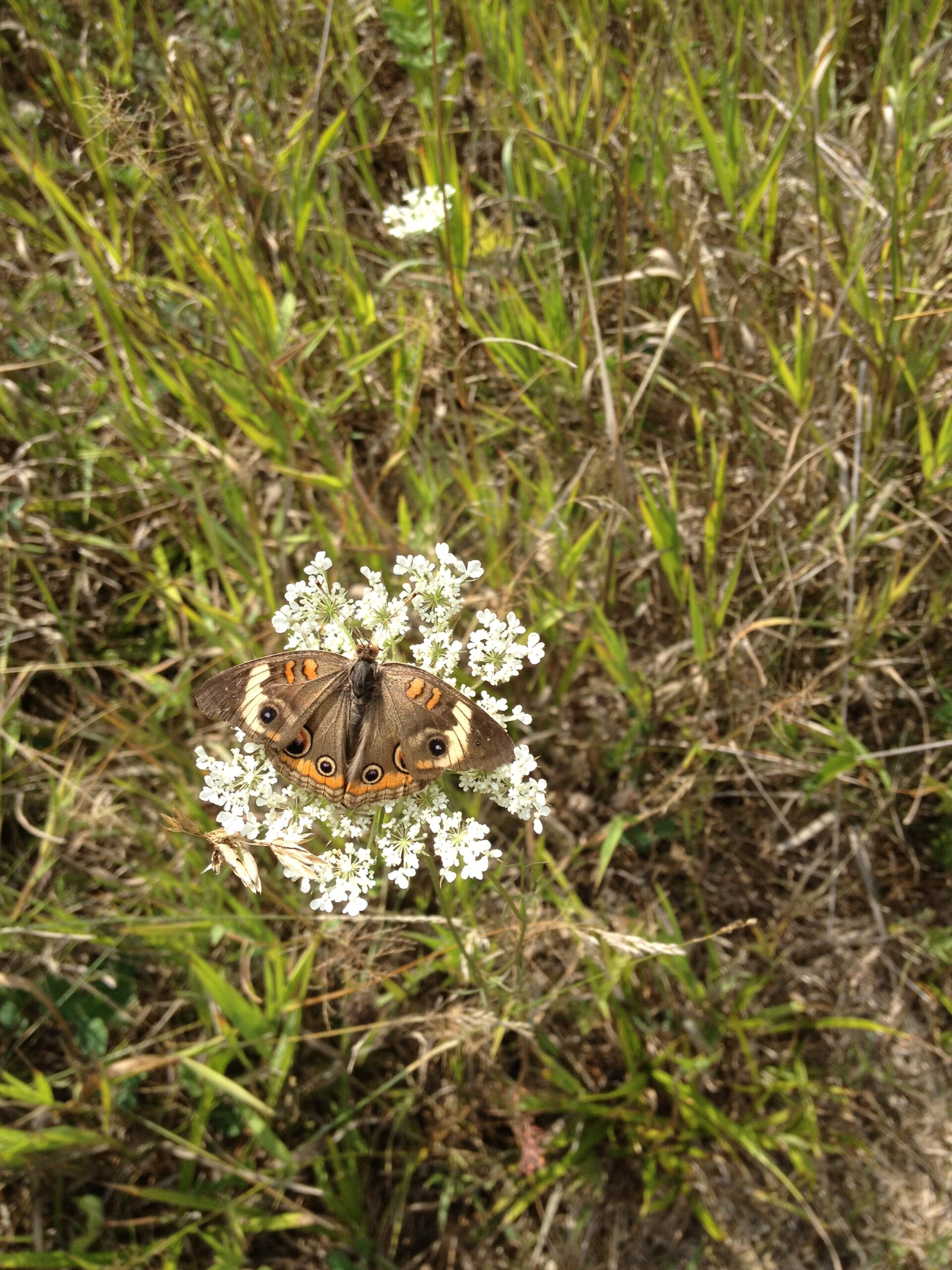 Butterfly on flower in field.