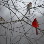A Cardinal and two sparrows on branch.