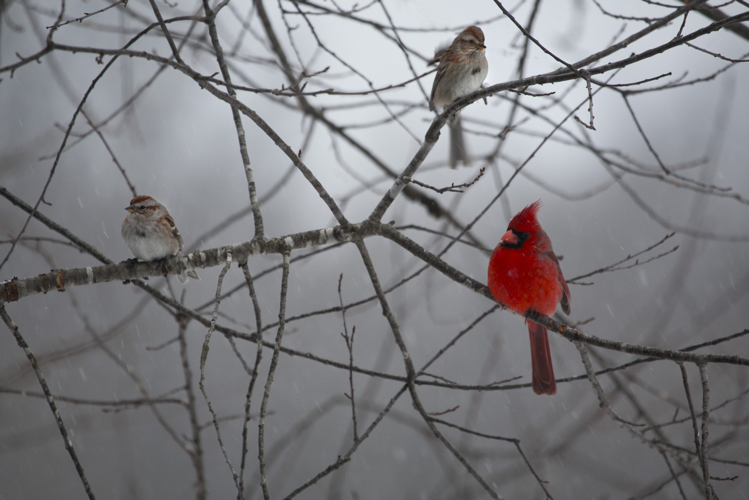 A Cardinal and two sparrows on branch.