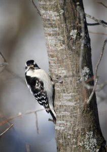 Downy woodpecker on tree.