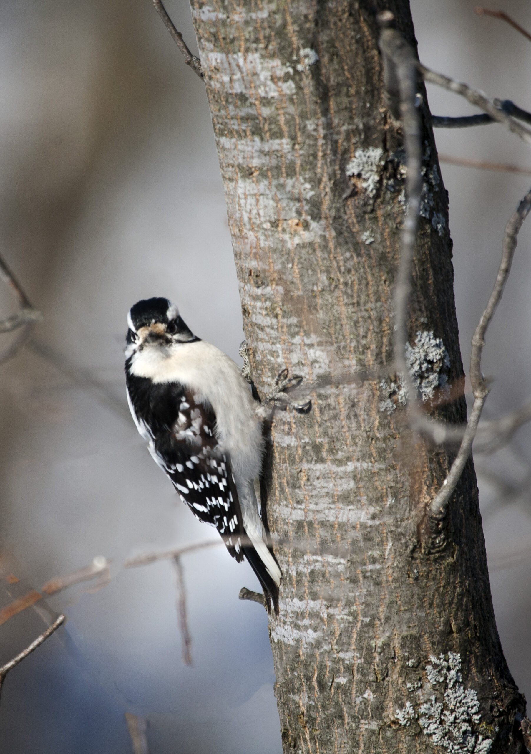 Downy woodpecker on tree.