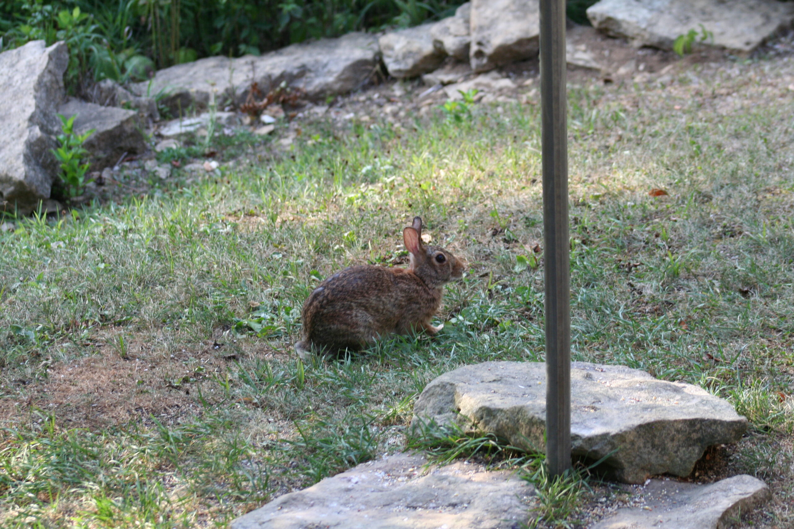 A rabbit under a bird feeder.