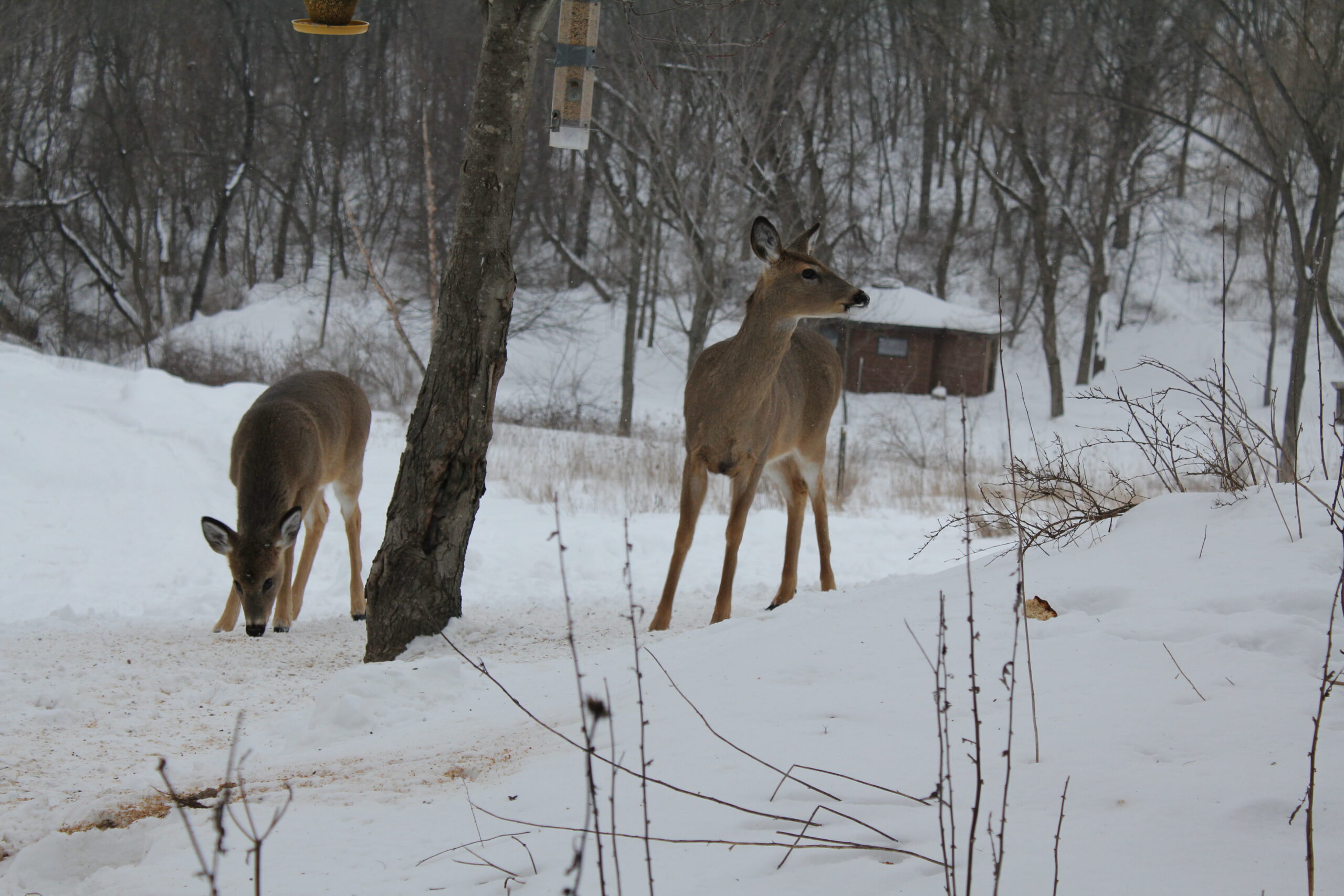 Two deer near birdfeeders in snow.