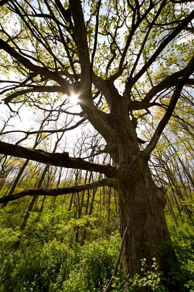 Majestic tree with sun shining through by Dan Pollack