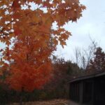 Fall leaves at Paul of Tarsus hermitage.