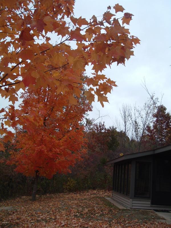 Fall leaves at Paul of Tarsus hermitage.
